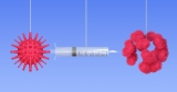How Does Getting a Breakthrough Covid Case Affect My Immunity?