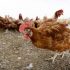 CDC Reports First American With New Bird Flu – Consumer Health News