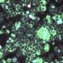 CDC Pushed for COVID-19 Boosters Without Clinical Trials: Emails