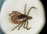 Purdue, Notre Dame and IU join CDC team fighting ticks, mosquitoes