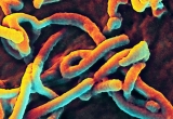 As Ebola spreads in Kampala, WHO urges Uganda’s neighbours to prepare