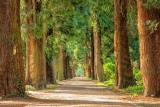 Living near green areas reduces the risk of suffering a stroke by 16%