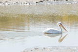 ‘Bird flu’ has been found in Santa Clara, San Mateo counties’ wildlife | News