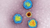 Adenovirus-Linked Hepatitis Outbreak Spreads to More US States – NBC New York