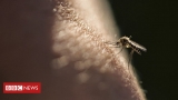 Malaria vaccine hailed as potential breakthrough – BBC News
