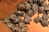 Small turtles linked to Salmonella outbreak: CDC