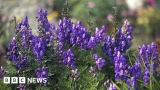 Canada: 12 diners sent to hospital from likely aconite poisoning – BBC