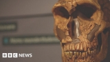 Nobel Prize goes to Neanderthal DNA research – BBC