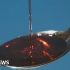 U.S. FDA Grants Emergency Use Authorization for Novavax COVID-19 Vaccine, Adjuvanted as a Booster for Adults