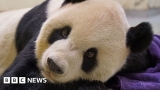 Giant panda gifted to Taiwan by China dies – BBC