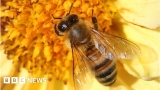 US approves world’s first vaccine for declining honey bees – BBC