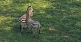 Wayward Zebra Found Dead in Illegal Snare Trap in Maryland