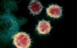 Some antivirals used in nonsevere COVID-19 may reduce hospitalizations and deaths