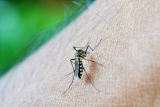 WHO eyes malaria eradication in 25 countries by 2025