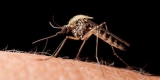 Global Warming Means Spread of Malaria, Dengue – Consumer Health News