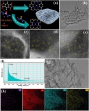 Atomically dispersed Fe atoms anchored on S and N–codoped carbon for efficient electrochemical denitrification