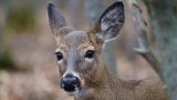 U.S. reports world’s first deer with COVID-19