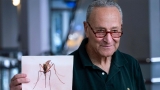 Schumer calls on EPA, CDC to help LI, NYC with mosquito problem – Newsday
