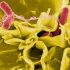 World Health Organisation will start NEW Covid investigation