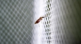 UN health agency launches bid to stop a new global pandemic |