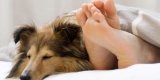 What Pet Poop Reveals About Toxins in Your Home – Consumer Health News