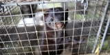 Cases of Coronavirus Moving From Mink to People Confirmed by CDC – Consumer Health News