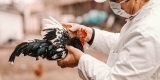 CDC Reports First American With New Bird Flu – Consumer Health News