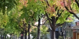 Residential Green Space May Aid Cognition in Adult Women – Consumer Health News