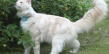 You Let Your Cat Out — Where Does It Roam? – Consumer Health News