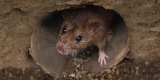 City Rats May Not Pose Big Pandemic Threat – Consumer Health News