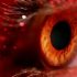 Study describes county-to-county SARS-CoV-2 transmission in Minnesota