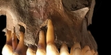 Ancient DNA Points to Oral Herpes’ Beginnings – Consumer Health News