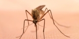 Monoclonal Antibody Might Help Prevent Malaria – Consumer Health News