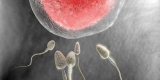 Neighborhood May Affect a Couple’s Odds of Conceiving – Consumer Health News