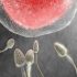 Image makes false claims about monkeypox and wasn’t shared by BBC News or the WHO