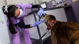 CDC updates guidance on pets