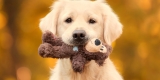 Cooler Weather Could Mean More Diabetes in Dogs – Consumer Health News