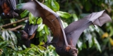 Protecting Wildlife Key to Preventing the Next Big Pandemic – Consumer Health News