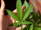 Health News Roundup: Afghan health official warns of disease outbreak among earthquake survivors; Cannabis use has risen with legalization and COVID lockdowns -U.N. report and more