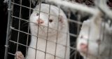 About 10,000 Mink Are Running Loose in Northwest Ohio