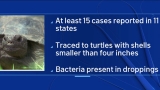 CDC Issues Warning About Salmonella Outbreak Linked to Small Turtles – NBC4 Washington