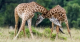 Giraffes Prefer a Fair Fight