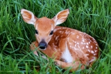 Monitoring New COVID Variants in Wildlife ‘Now Critical’