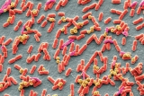 These Fungi Threaten Public Health: WHO