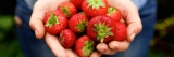 13 hospitalized in hepatitis A outbreak tied to strawberries