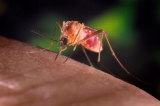 Researchers hail possible malaria vaccine breakthrough | Health News