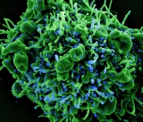 Immune modulator drugs improved survival for people hospitalized with COVID-19