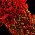 California coronavirus updates: US warily treads forward through another pandemic summer