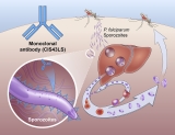 Monoclonal antibody prevents malaria infection in African adults