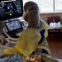 Indiana COVID-19 transmission risk